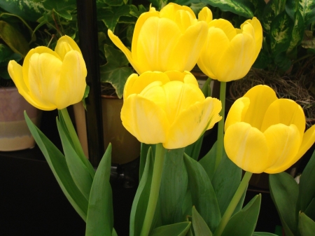 TULIPS - leaves, yellow, petals, green