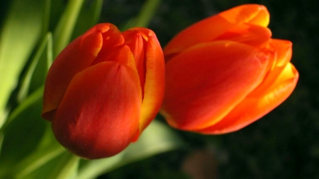 TULIPS - leaves, orange, petals, green