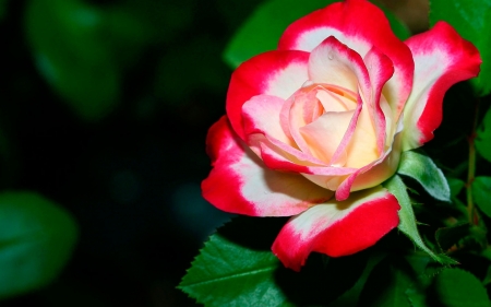 ROSE - leaves, petals, nature, colors