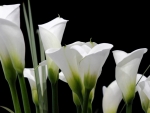 The beautiful Calla Lilies