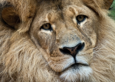 LEO THE LION - big, stare, mane, cat