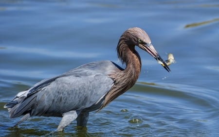 heron catching a fish - fish, heron, water, bird