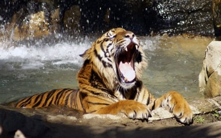 tiger likes the water - feline, water, tiger, cat