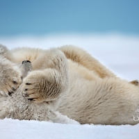 Polar Bear (Ursus maritimus) rolling in the snow Beaufort Sea Arctic Coast Alaska