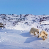 Polar bear cubs playing Hudson Bay Canada