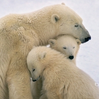 Polar Bear mother and cubs near Hudson Bay Canada