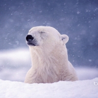 Polar Bear near Hudson Bay Churchill Manitoba Canada