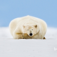 Polar bear on a barrier island in the Beaufort Sea Arctic National Wildlife Refuge Alaska