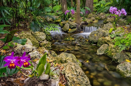 Summer forest - orchids, forest, beautiful, stream, summer, flowers, plants, creek