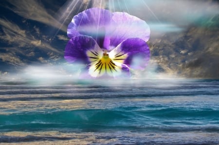 Pansy! - pansy, sea, flower, nature