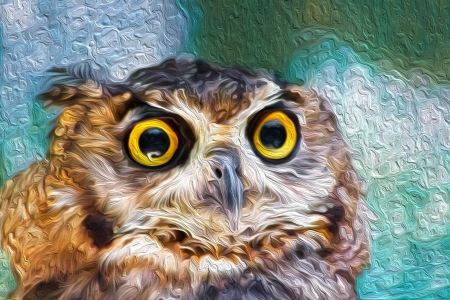 Owl - owl, bird, eyes, animal