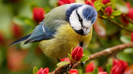 Cute Bird - bird, flowers, cute, animal