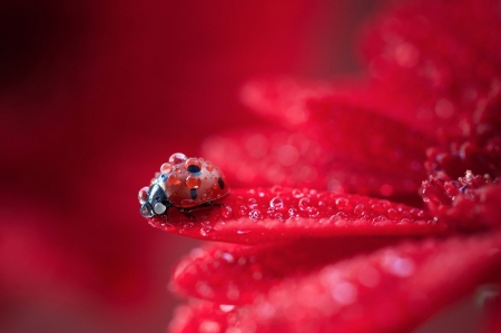 Ladybug - insect, flower, petals, ladybug