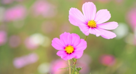 Beautiful Flowers - flowers, petals, nature, pink