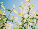 Beautiful Flowers