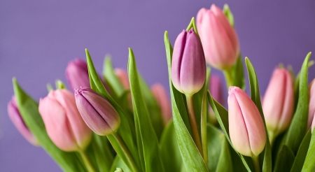 Tulips - bloom, flowers, tulips, buds