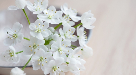 Beautiful Flowers - flowers, white, petals, bloom