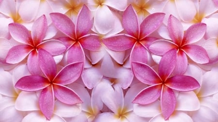 Plumeria - white, skin, pink, texture, plumeria, flower