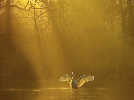 Sun bath - swan, sun, rays, golden