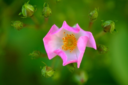 Beautiful Flower - one, white, flower, pink