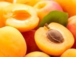 Apricot