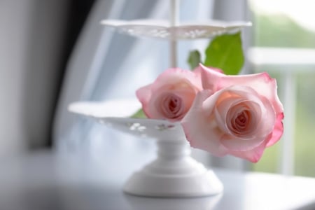 Pink Roses - wonderful, rose, pink, still life