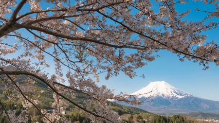 Mount Fuji - fuji, japan, nature, cherry blossom, sakura, scenery, mountain, japanese