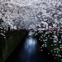 Cherry Blossoms