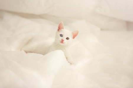 â™¥ - animal, white, cute, cat