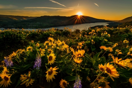 Rowena crest with flower sunrise - sunflowers, summer, beautiful, sunshine, sunrise, sunliught, flowers, glow, crest, river, sky