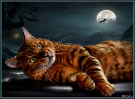 good night - animal, moon, night, cat