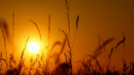 Sunset - silhountte, grass, light, sun