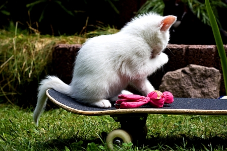 Skateboard Cat - Animals, Skateboard, Kitten, Cat