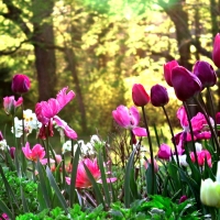 Pretty Tulips