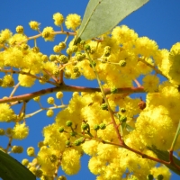 golden wattle