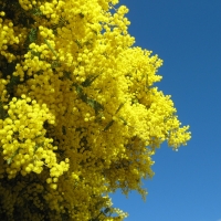 golden wattle