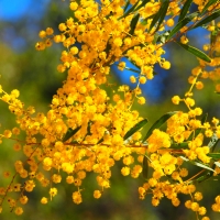 golden wattle