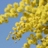 golden wattle