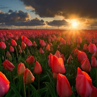 Sunset Over The Tulips Field