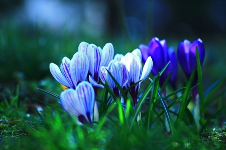 Spring Crocuses - crocuses, flowers, grass, blue