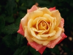 Lovely Rose