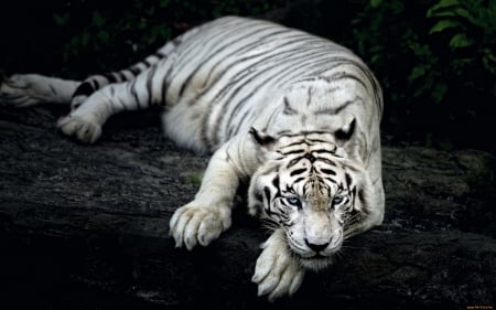 White Tiger - white, nature, 2016, animals, tiger