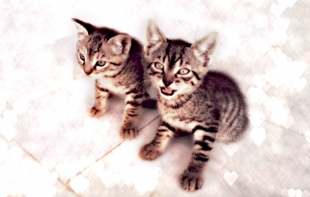 kittens - white, cute, cat, kitten