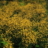 Sea of Yellow