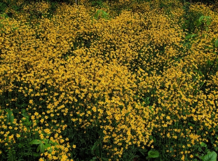 Sea of Yellow - nature, forest, trees, yellow