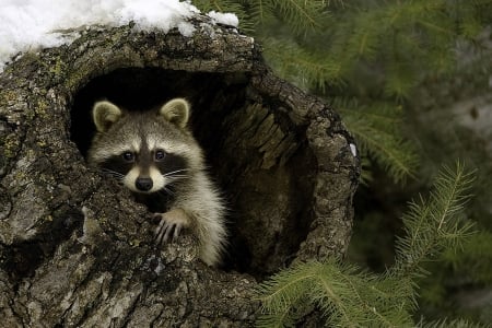 Welcome to my Man Cave! - woodland, hollow log, greenery, raccoon