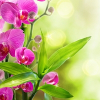 Bamboo and Orchids