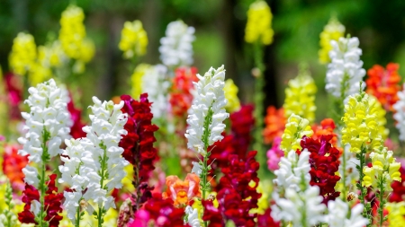 Spring Flowers - flowers, white, nature, yellow, Spring, red