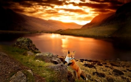 Sunset over the Lake - Sunset, Lake, Nature, Fox