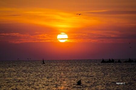 Sunrise - birds, landscape, sea, sunrise, ocean